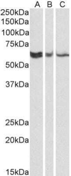 TERF2IP Antibody (78B356.1) - Azide and BSA Free, Novus Biologicals 0.1 mg | Buy Online | Novus Biologicals | Fisher Scientific